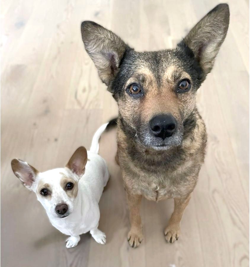 Two dogs looking up at the camera from a light wood floor